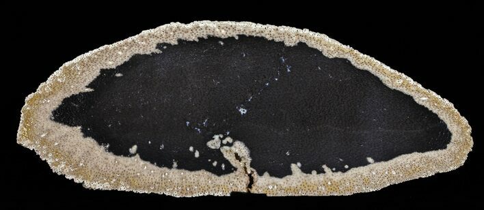 Petrified Palmwood (Palmoxylon) Slab - Louisiana #60574